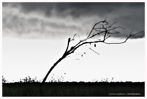 A black and white photo of a lone tree in a field.